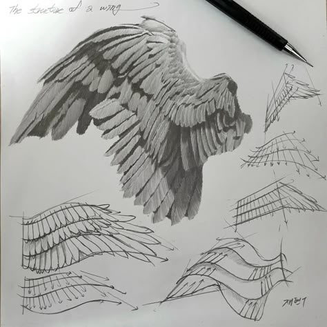 How To Draw Feathers On Wings, Angel Anatomy Wings, Wings How To Draw, Bird Wing Drawing Reference, Wings Anatomy Drawing, Wings On Back Drawing, Feather Wings Drawing, Things To Draw Watercolor, Bird Feathers Drawing