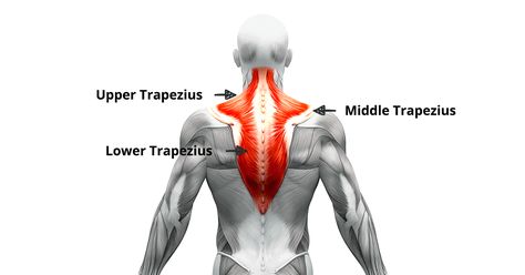 Trapezius pain can be very painful and frustrating. Upper trapezius pain can come out of nowhere when sleeping. Once trigged it can radiate down to the mid and lower back and cause intense neck pain. In this post, I'll show you how to get relief from trapezius pain with neck stretches, and neck self-massage techniques so you can feel better soon. Trapezius Muscle Pain, Trap Exercises, Occipital Bone, Shoulder Muscle Pain, Trapezius Stretch, Trapezius Muscle, Neck Pain Exercises, Neck And Shoulder Exercises, Mid Back Pain