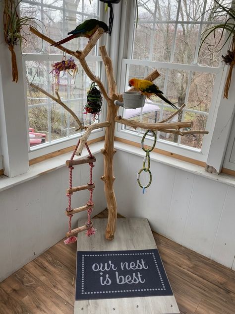 tee stand, parrot stand, DIY
Parrot Budgie Room Ideas, Parrot Stand Ideas, Macaw Toys Diy, Amazon Parrot Cage Setup, Bird Swings Diy, Parrot Cages Ideas, Conure Bird Cage Ideas, Diy Bird Perch Stand, Diy Bird Stand