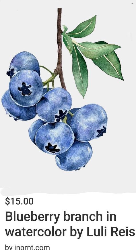 Watercolor Fruit, Berry Fruit, Diy Watercolor Painting, Graphic Poster Art, Fruit Painting, 수채화 그림, Diy Watercolor, Sketch Inspiration, Coloured Pencils