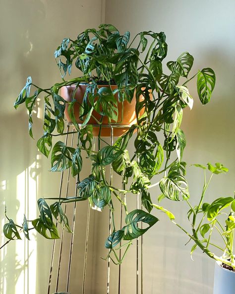 Monstera Hanging Plant, Monstera Adansonii Hanging, Hanging Monstera Plant, Monstera Adansonii Climbing, Trailing Plants Indoor, Monstera Plant Care, Plant Ladder, Plant Goals, Monstera Adansonii