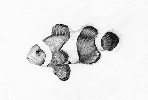 Mission Tattoo, Ivano Frankivsk, Tupac Art, Fish Sketch, Scratchboard Art, Stippling Art, Fish Artwork, Jellyfish Tattoo, Gcse Art Sketchbook