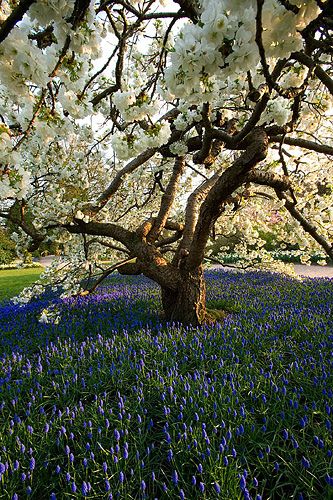 Rhs garden, wisley, surrey. Spring. Ornamental cherry - prunus shirotae underplanted with muscari armeniacum. Blossom, tree, easter - for stunning front garden Prunus Shirotae, Muscari Armeniacum, Gravetye Manor, Ornamental Cherry, Garden On A Hill, Blooming Trees, Country Living Magazine, Architecture Ideas, Living Magazine