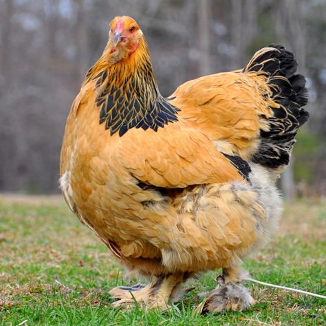 Brahma Chicken Eggs, Buff Brahma Chicken, Largest Chicken Breed, Cochin Chickens, Brahma Chicken, Farm Chickens, Day Old Chicks, Raising Chicks, Autumn Animals