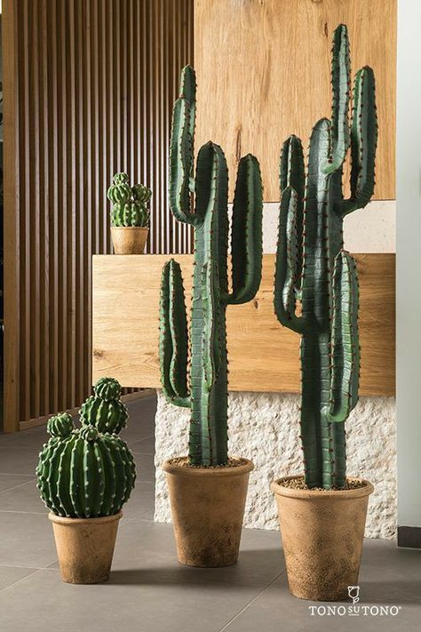 Indoor Cactus Plants, Succulent Planting, Kaktus Dan Sukulen, Cactus House Plants, Potted Cactus, Indoor Cactus, Garden Succulents, Succulent Landscaping, Plant Succulents