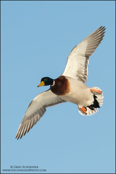 Mallard Duck Photography, Redhead Duck, Duck Flying, Ducks Flying, Duck Photography, Duck Species, Flying Ducks, Mallard Ducks, Duck Pictures