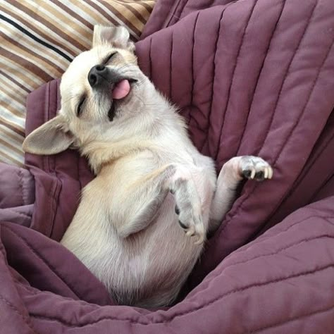 “World domination? I’d rather play dead.” | 29 Chihuahuas Fit To Rule The World Pictures Of Chihuahuas, Psy Chihuahua, Cute Chihuahuas, Cute Chihuahua, Chihuahua Lover, Indoor Dog, Chihuahua Love, Dog Rules, Chihuahua Puppies