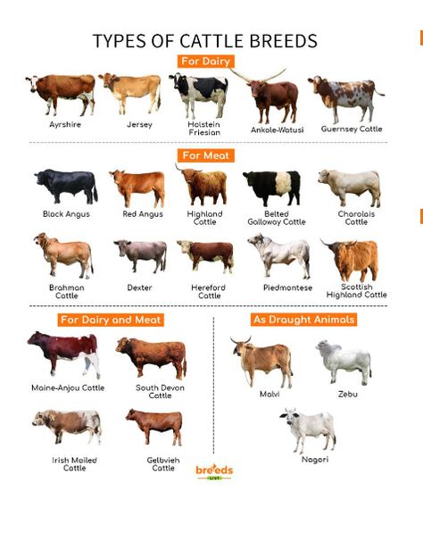 Heritage Breeds Livestock, Types Of Cows, Jersey Cattle, Dexter Cattle, Livestock Judging, Animal Infographic, Breeds Of Cows, Raising Farm Animals, Farm Layout