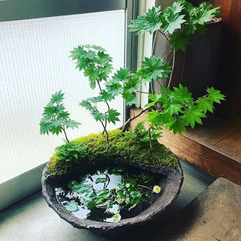 Wabi Kusa, Indoor Water Garden, Garden For Beginners, Small Pond, Moss Garden, Garden Terrarium, Water Gardens, Terrarium Plants, Bonsai Garden