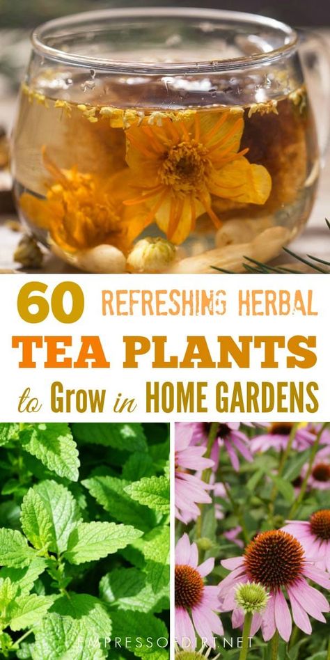 If you love drinking tea and gardening, why not grow your own speciality teas? This list shows a variety of plants you grow for their leaves, flowers, fruits, seeds, and roots to produce delicious, homemade teas. Plants For Tea, Homemade Teas, Herbal Leaves, Tea Plants, Herbal Tea Garden, Herbs Tea, Medicinal Herbs Garden, Gardening Herbs, Homemade Tea