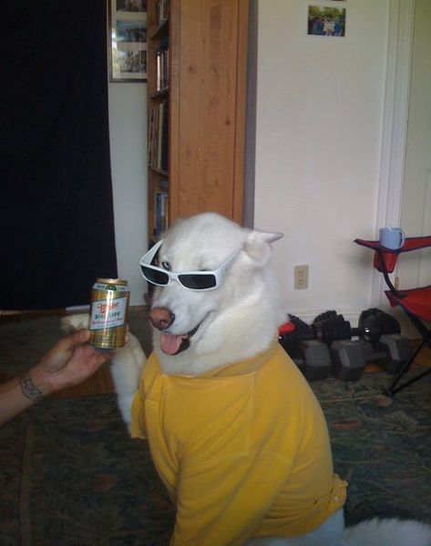 Party Animal? Dog Meme, Wearing Sunglasses, Silly Dogs, Silly Animals, Funny Dogs, Funny Animals, Cute Animals, Beer, Humor