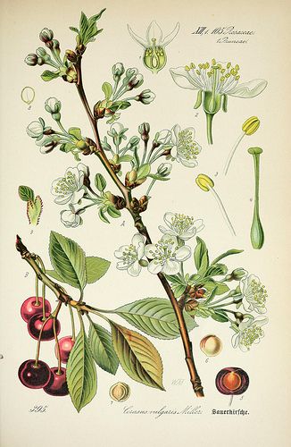 n342_w1150 by BioDivLibrary, via Flickr Cherry Plant, Flowers And Fruit, Cherry Blossom Art, Illustration Botanique, Blossoms Art, Vintage Botanical Prints, Plant Drawing, Trendy Flowers, Botanical Painting