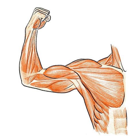 Muscle Painting, How To Draw Arms, Draw Arms, Body Muscle Anatomy, Arm Anatomy, Human Muscle Anatomy, Human Anatomy For Artists, Arm Drawing, Anatomy Sculpture