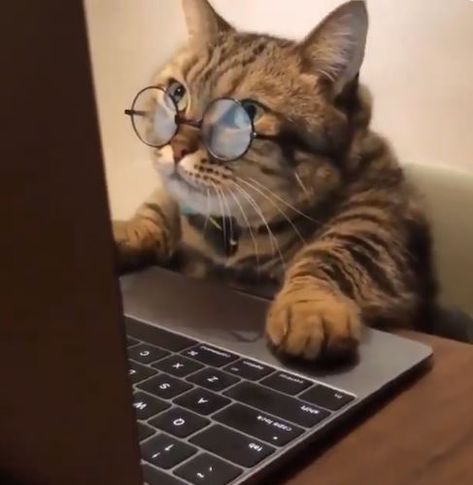 Computer Cat Cat Computer, Cat On Computer, Cat Memes Wallpaper Cute, Cute Animals Meme Faces, Cute Cat Memes Funny, Cute Cat Memes, Flustered Cat Meme, Söt Katt, Cat Goofy Meme