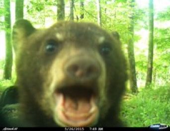 Trail Cam, Bear Cub, Silly Animals, Little Animals, Me Core, So Cute, Bears, Cute Animals, Animals