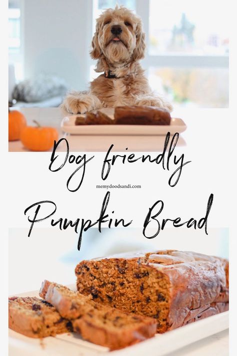 DOG FRIENDLY PUMPKIN BREAD Pumpkin Bread With Chocolate Chips, Dog Chocolate, Bread With Chocolate Chips, Pup Cup, Healthy Dog Treats Homemade, Carob Chips, Coconut Peanut Butter, Unsweetened Coconut Milk, Pumpkin Bread Recipe