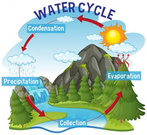 The Water Cycle For Kids, Water Cycle Project Poster, Water Life Cycle, What Is Water Cycle, Water Cycle Process, Water Cycle For Kids, Water Cycle Poster, Water Cycle Project, Water Cycle Diagram