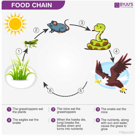 Food Chain Food Chain Diagram, Abecedario Baby Shower, Simple Food Chain, Science Food Chains, Food Chain Activities, Food Chain Worksheet, Trophic Level, Chemical Energy, Food Vocabulary