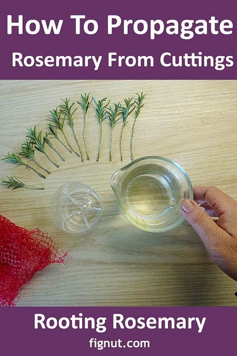 How To Root Rosemary Cuttings, Rooting Rosemary Cuttings, Pruning Rosemary Plants, Propagating Rosemary From Cuttings, How To Grow Rosemary From Cuttings, How To Prune Rosemary, How To Plant Rosemary, Plant Cuttings Propagation, Grow Rosemary From Clippings