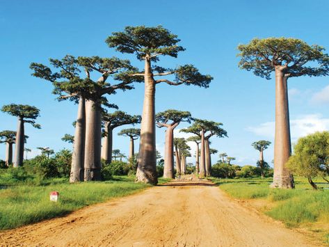 Baobab: The Largest Succulent Plant in the World | World of Succulents African Forest, Bonsai Seeds, Baobab Tree, Indoor Bonsai, Giant Tree, Tree Seeds, Deciduous Trees, Bonsai Tree, Planting Succulents