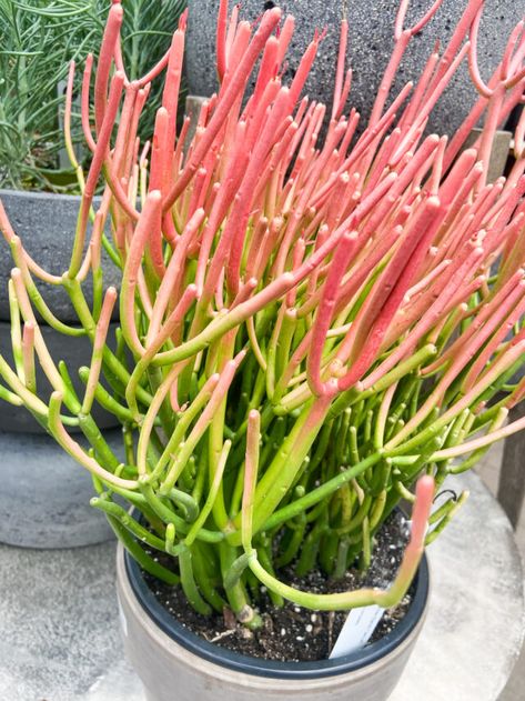 3 Pencil Cactus Care Tips - Paisley Plants Cactus Names, Pencil Cactus, Succulent Potting Mix, How To Water Succulents, Cactus Care, Pink Pencil, Insecticidal Soap, Propagating Succulents, Types Of Succulents