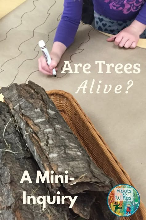 Trees Kindergarten, Parts Of A Tree, Living And Nonliving Things, Discovery Activities, Tree Unit, Kindergarten Inquiry, Science Process Skills, Living And Nonliving, Forest School Activities