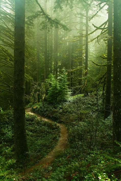 Forest Aesthetic, Theme Nature, Misty Forest, Foto Tips, Walk In The Woods, Alam Yang Indah, Dark Forest, Nature Aesthetic, Enchanted Forest