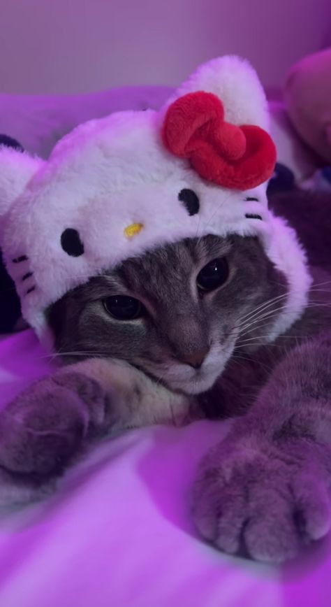 Cute cat with hellokitty hat wallpaper Hat Wallpaper, Pink Wallpaper Hello Kitty, Images Hello Kitty, Ugly Cat, Hello Kitty Aesthetic, Hello Kitty Backgrounds, Silly Cats Pictures, Cute Cats Photos, Cat Icon