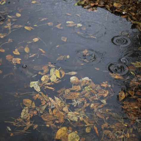 Leaves Falling, Fall Mood Board, Gilmore Girl, Dark Autumn, Fallen Leaves, Season Of The Witch, I Love Fall, Best Seasons, We Fall In Love