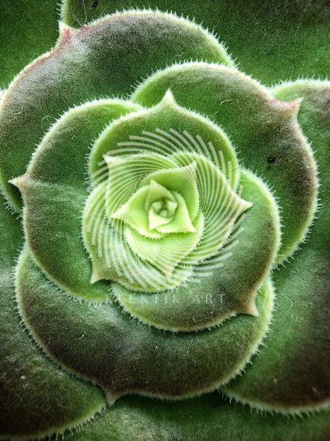 Succulent Close Up Natural Forms Plants, Succulent Close Up, Close Up Images Of Nature, Plants Close Up, Close Up Nature Photography, Close Up Plants, Natural Forms Flowers, Natural Forms Photography, Close Up Flowers Photography