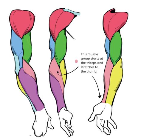 Male Anatomy Guide, Biceps Art Reference, Muscle Guide Drawing, Shoulder Muscles Drawing, Tattoo On Muscle Arm, Muscular Arm Reference Drawing, How To Draw Muscles Arms, Male Forearm Reference, Forearm Anatomy Reference