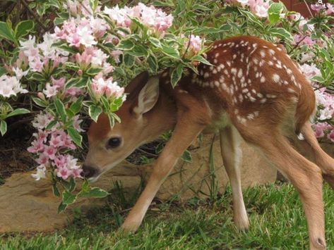 Pretty Animals, Baby Deer, Cute Animal Photos, The Grass, Nature Aesthetic, Animal Photo, Cute Little Animals, Aphrodite, 귀여운 동물