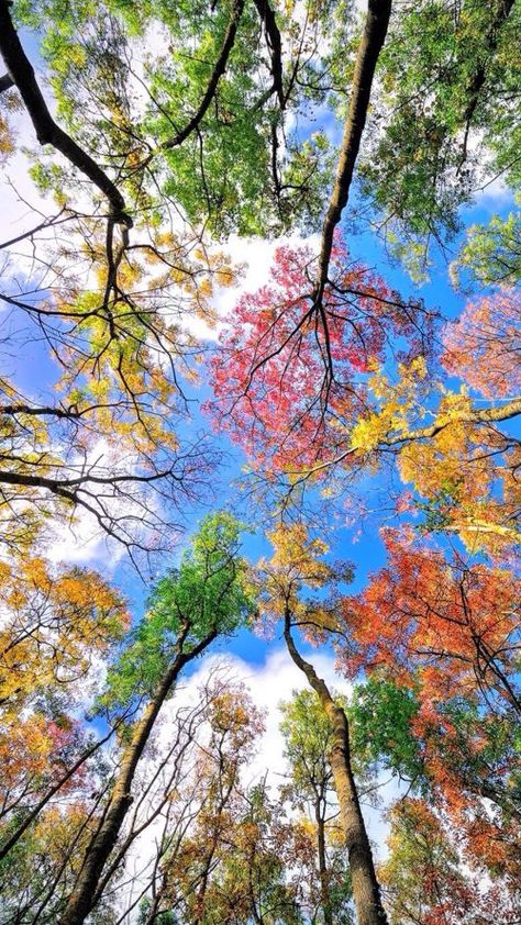 Heart In Nature, Image Nature, Colorful Trees, Beautiful Nature Wallpaper, Alam Yang Indah, Beautiful Tree, Nature Aesthetic, Nature Wallpaper, Amazing Nature