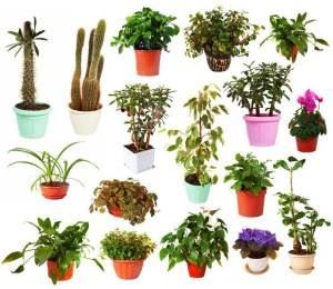 House Plants Expert A-Z index list of house plants. GREAT RESOURCE Common House Plants Names, House Plant Identification Pictures, List Of House Plants, Common House Plants Pictures, House Plant Identification, Indoor Palm Plants, Houseplant Tips, Cactus House, Common House Plants