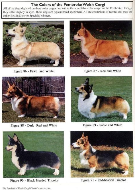 A great chart to show the colors of Pembroke Welsh Corgis Corgi Colors, Welsh Corgi Pembroke, Different Breeds Of Dogs, Corgi Facts, Pembroke Welsh Corgi Puppies, Corgi Pictures, Corgi Puppies, Welsh Corgi Puppies, Corgi Dogs