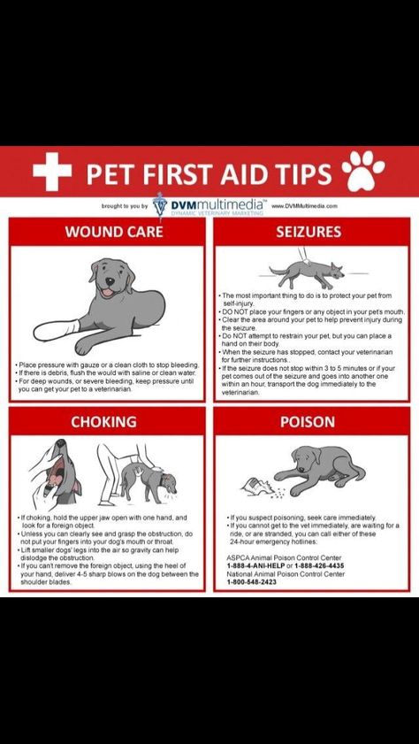 Dog first aid Yorkie Training, First Aid For Dogs, Dog First Aid, Holistic Dog Care, Popular Dog Names, Dog Rescue Stories, Dog Infographic, Pet First Aid, Dog Friendly Vacation