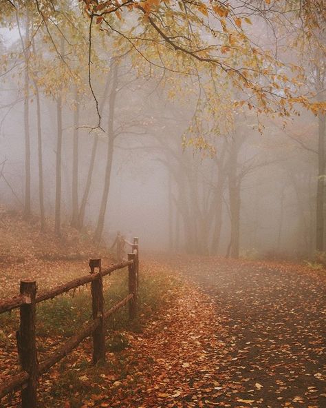 Mist Aesthetic, Cozy Autumn Aesthetic, Autumn Magic, Season Of The Witch, Autumn Scenery, Cozy Autumn, Fall Feels, Autumn Beauty, Autumn Vibes