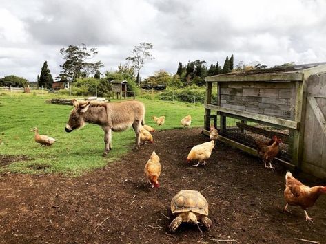 BIG LIST of Farm Tours on the island of Hawai'i (Coffee, Chocolate, +++) Farm Visit Outfit, Pineapple Farm, Big Island Travel, Big Farm, Farm Visit, Farm Sanctuary, Kona Hawaii, Coffee Farm, Maui Vacation