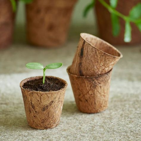 Bamboo In Pots, Coco Coir, Seedling Pots, Egg Carton Crafts, Orchid Color, Seed Starter, Cob House, Art And Craft Videos, Garden Nursery