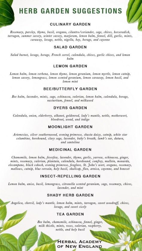 Herbal Academy, Funny Vine, Tea Gardens, Medicinal Herbs Garden, Magia Das Ervas, Types Of Herbs, Herb Garden Design, Garden Types, Tea Garden