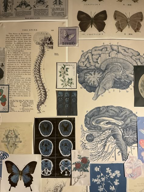 Neuroanatomy Aesthetic, Computational Neuroscience Aesthetic, Neuro Science Aesthetic, Female Neurosurgeon Aesthetic, Neuroscience Wallpaper Desktop, Biological Anthropology Aesthetic, Neurology Art Illustrations, Neurophysiology Aesthetic, Neuroscience Major Aesthetic