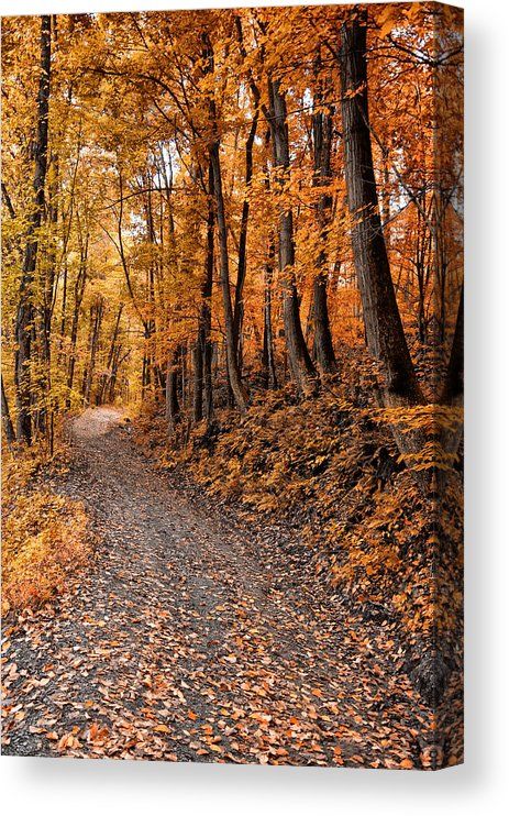 Leaves On The Ground, Fall Hike, Love Autumn, Autumn Scenes, Autumn Scenery, Cat Air, Dirt Road, I Love Fall, Autumn Beauty