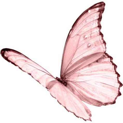 Pink Butterfly... Butterfly Background, Png Aesthetic, Butterfly Kisses, Tickled Pink, Think Pink, Everything Pink, Butterfly Wallpaper, Pink Butterfly, Pics Art