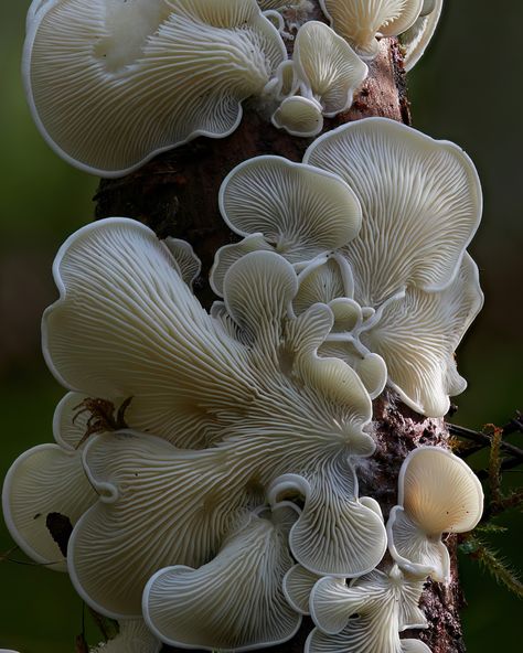 Close Up Nature, Seed Pods Art, Mushroom Core, Fungi Art, Types Of Fungi, Geometric Structure, Mushroom Pictures, Slime Mould, Craft Photography