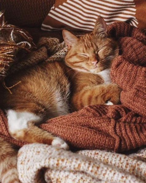 Orange And White Cat, Fall Cats, Indie Vibes, Autumn Magic, Cozy Aesthetic, Fall Inspo, Ginger Cats, Cat Aesthetic, Fall Pictures