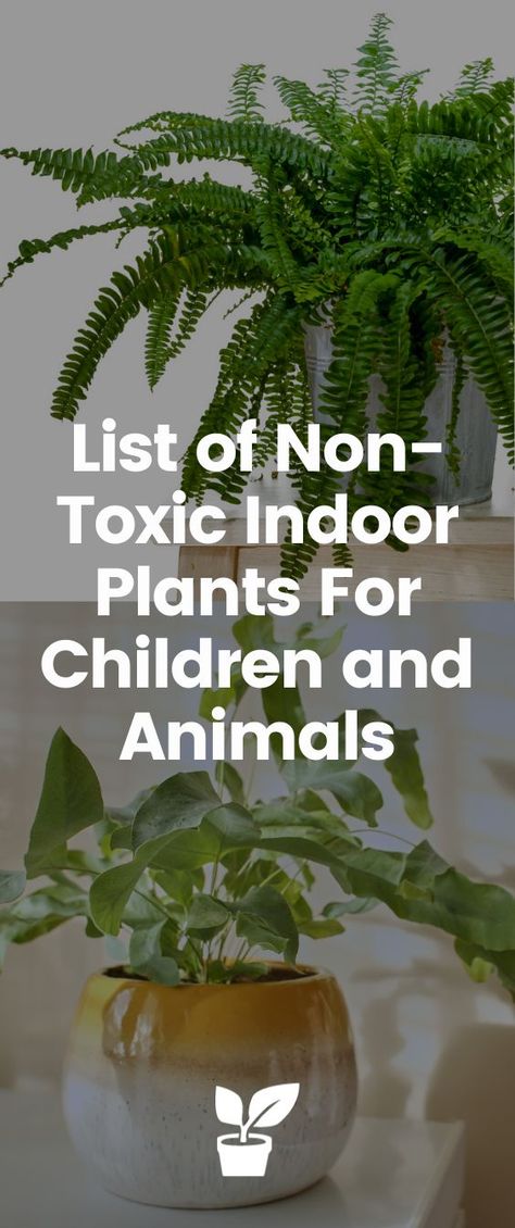 List of Non-Toxic Indoor Plants For Children and Animals Non Toxic Indoor Plants, Non Toxic House Plants, Non Toxic House, Plants For Dogs, Dog Safe Plants, Indoor Garden Rooms, Planting For Kids, Easy Care Houseplants, Rain Bird