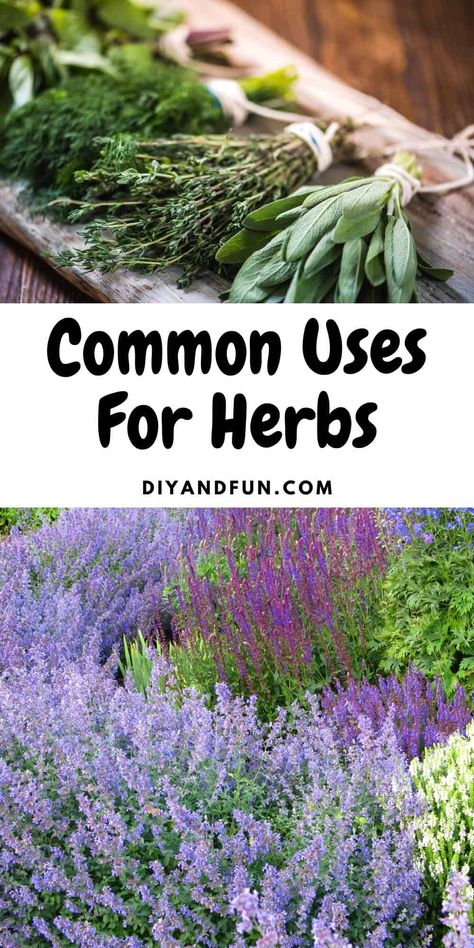 Common uses for herbs, includes 20 of the top herbs and the best uses for them. Also, the difference between herbs and spices. Hydroponic Herb Garden, Small Herb Gardens, Herb Garden In Kitchen, Kitchen Herbs, Energy Foods, Homemade Seasonings, Food Garnishes, Lemon Verbena, Aromatic Herbs