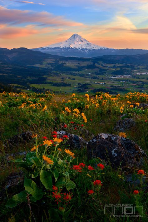 (by Adrian Klein) Hood River, Mt Hood, Columbia River Gorge, Pretty Landscapes, Spring Bouquet, Columbia River, Nature Aesthetic, Pretty Places, Beautiful Scenery