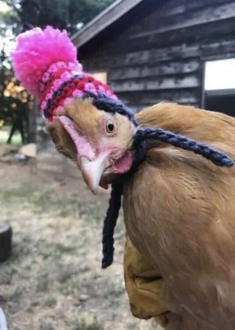 Chicken Hats, Chicken Pictures, Fancy Chickens, Backyard Chicken Farming, Mary Margaret, Beautiful Chickens, Garden Animals, Cute Chickens, Chickens And Roosters