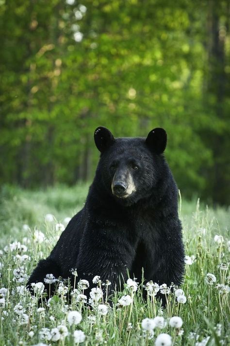 Bear Spirit Animal, Black Animals, Bear Art, Bear Stuffed Animal, 영감을 주는 캐릭터, Black Bear, Animal Photo, Nature Animals, Animals Friends